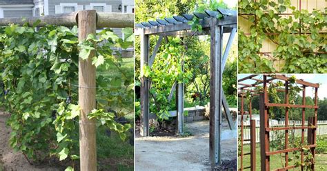 22 Grapevine Trellis Ideas | How to Make a Trellis for Grapevines