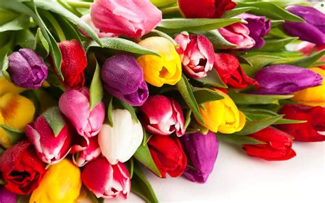 Tulips, bouquet, color - Flowers wallpapers: 2560x1600