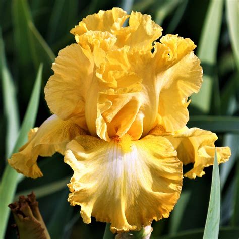 Bearded Iris Rhizomes - Image to u