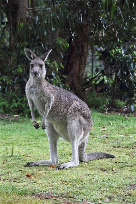 Eastern grey kangaroo stock photo containing macropus and giganteus | Animal Stock Photos ...