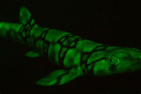 Bioluminescent sharks use their glow to communicate in the deep, dark ocean