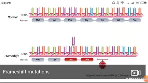 Frameshift mutation - YouTube