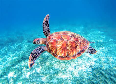 Sea Turtle Fly-By | Sea turtles photography, Green sea turtle, Turtle swimming