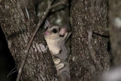 Squirrel Glider - Appearance, Diet, Habitat, Behavior - Cool Wood Wildlife Park