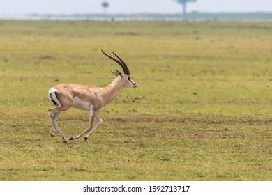 Grants Gazelle Africa Ngorongoro Crater Stock Photo 2253126651 ...