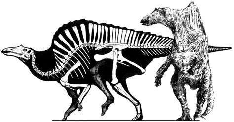 ouranosaurus_skeleton_01.JPG (985×514) | Esqueletos, Dinossauros