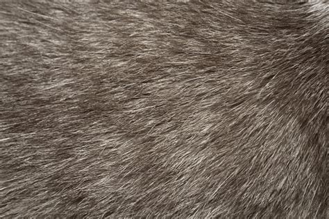 Free picture: gray cat fur, texture