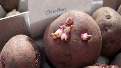 Can you really be poisoned by green or sprouting potatoes? | SBS Food