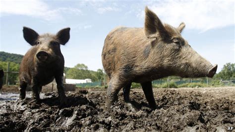 Why are feral pigs so hard to control? - The Economist explains