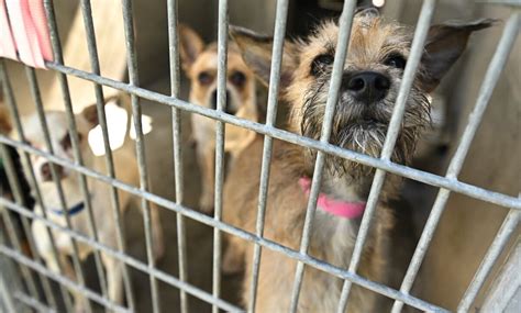 How to help the pets in L.A.'s animal shelters - Los Angeles Times