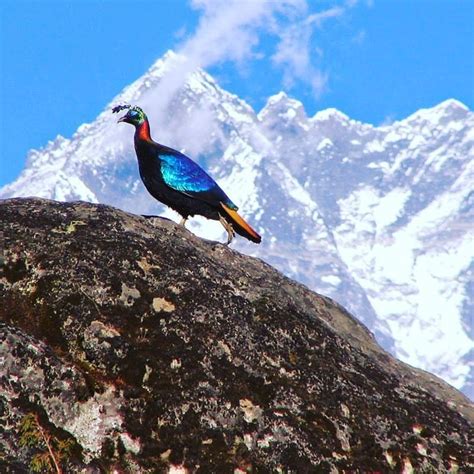 nepaltrekking: “The Himalayan monal, also known as the Impeyan monal ...