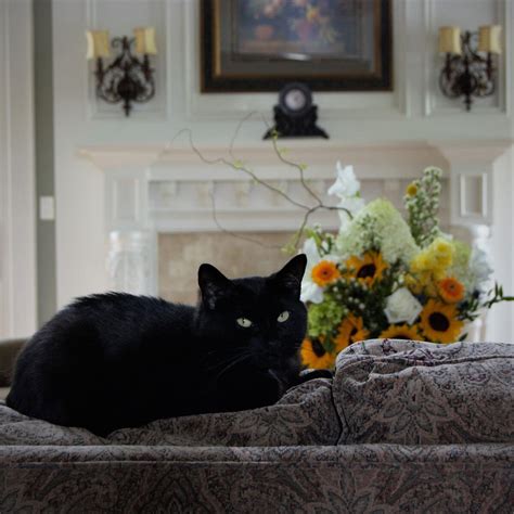 Are Sunflowers Toxic To Cats? - TheCatSite