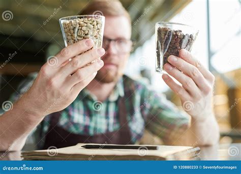 Barista Examining Coffee Beans Stock Image - Image of manufacturer ...