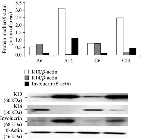 Proliferation and differentiation of HaCaT cells in low (0.07 mM) and ...