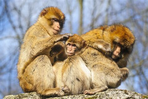 The Social Structure of Monkeys - My Animals