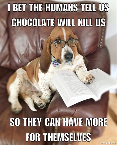 Watson's Wisdom Wednesday Basset Hound dog memes quotes | Basset hound funny, Dogs, Basset