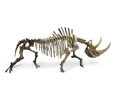 Woolly rhinoceros fossil skeleton | Heritage KBF