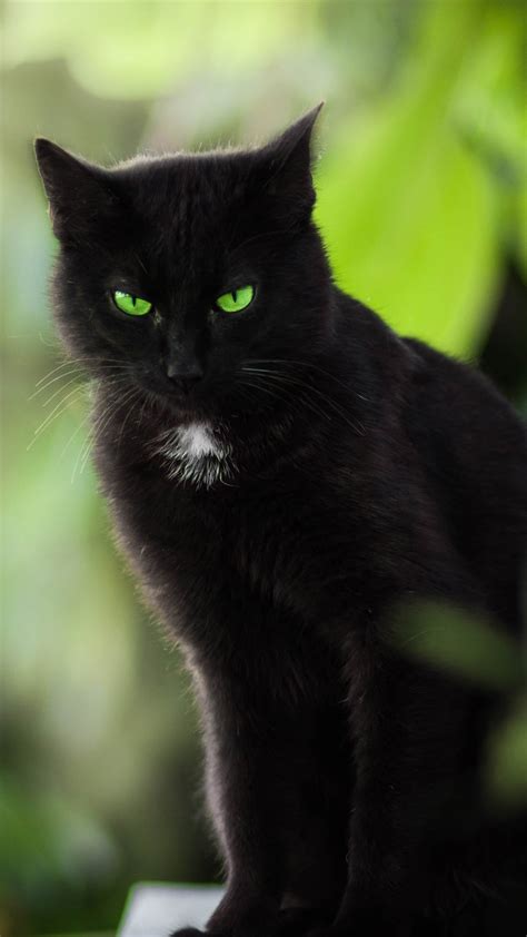 Schwarze Katze, grüne Augen 1080x1920 iPhone 8/7/6/6S Plus Hintergrundbilder, HD, Bild