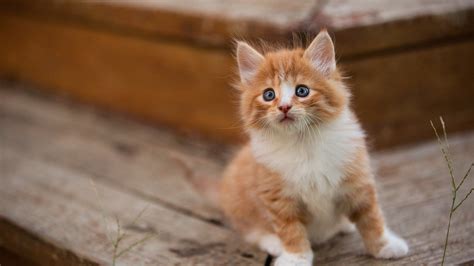 1920x1080 Cute Kitten Laptop Full HD 1080P HD 4k Wallpapers, Images, Backgrounds, Photos and ...