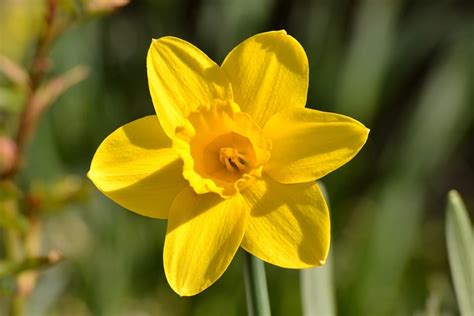 Narciso Flor Amarilla - Foto gratis en Pixabay - Pixabay