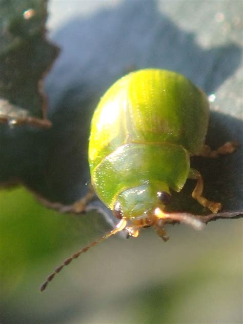 The green Lilly Pilly beetle (Paropsides calypso) is a member of the leaf beetle (Chrysomelidae ...