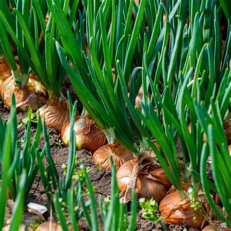 Onion 'Yellow' — Green Acres Nursery & Supply