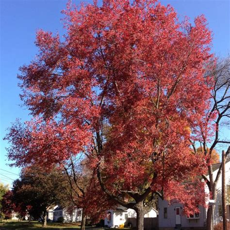 Red Maple - Northwoods Tree Farm LLC