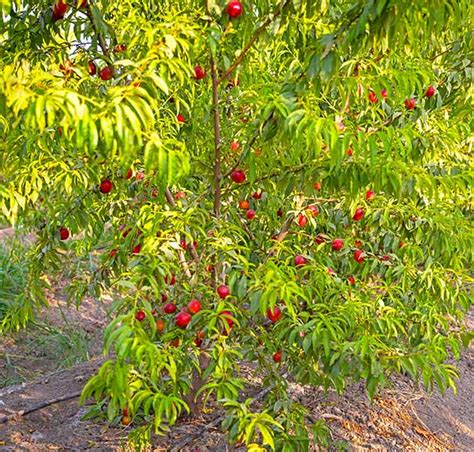 Nectarine Tree, 'Red Gold' - DeGroot