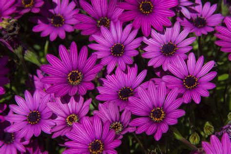 Background Purple African Daisies Free Stock Photo - Public Domain Pictures