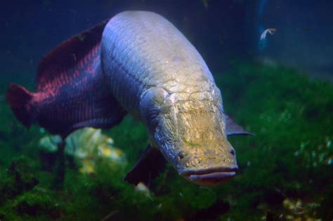 Arapaima | Características, hábitat, especies, reproducción | Pez