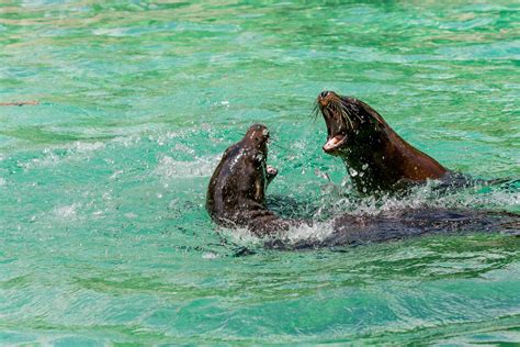 California Sea Lion Teeth