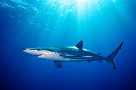 Blue Shark Facts, Habitat, Diet, Life Cycle, Baby, Pictures