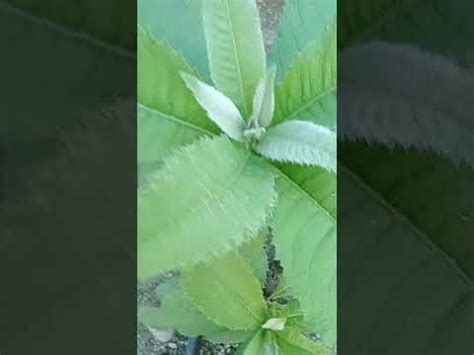 GABON HERBAL PLANT - YouTube