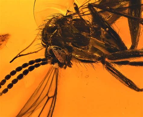 Super Detailed Nematocera (Gnat), Fossil Inclusion in Baltic Amber | eBay