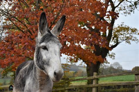 ‘Spooktacular’ half-term tricks and treats at The Donkey Sanctuary - East Devon News