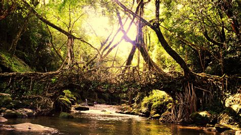 Living Root Bridges - History, Information, Built By, Architecture ...