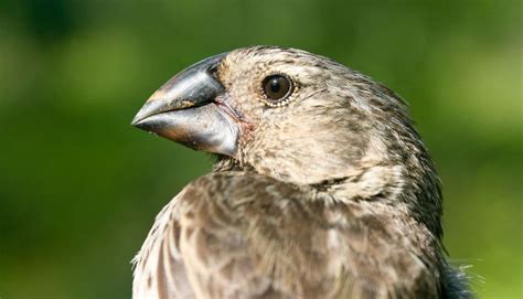 Are Table Scraps Influencing the Evolution of Darwin’s Finches? | Blog ...