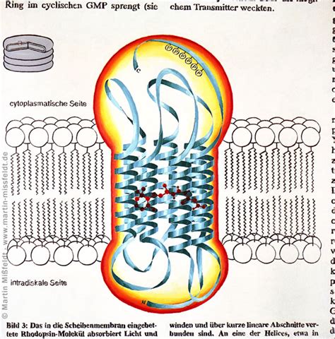 Rhodopsin on Retina - Oilpainting