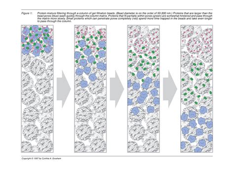 Gel Filtration illustration