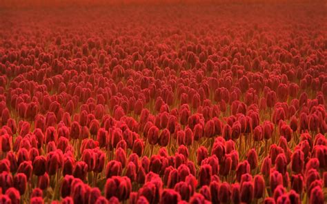 flowers, Fields, Tulips Wallpapers HD / Desktop and Mobile Backgrounds