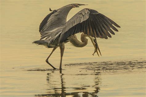 Blue Heron Dining Photograph by Karl Mahnke - Fine Art America