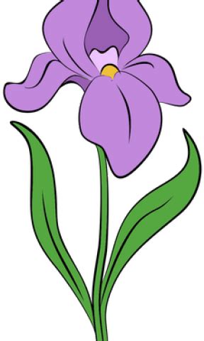 Drawn Iris Irish Flower - Iris Flower Drawing Png Clipart - Full Size Clipart (#3728259 ...