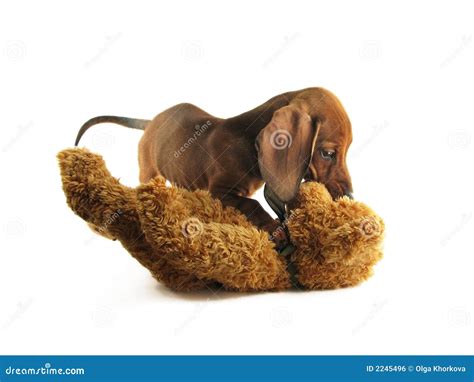 Playing Dachshund Royalty Free Stock Image - Image: 2245496