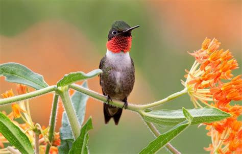 10 Plants for a Bird-Friendly Yard | Audubon