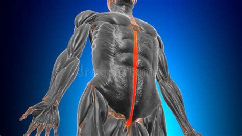 Linea Alba Anatomy for Medical Concept 3D Stock Illustration - Illustration of longus, long ...