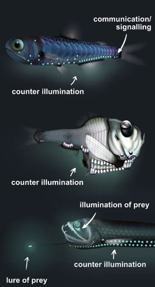 Current Knowledge of Mesopelagic Fishes – SUMMER