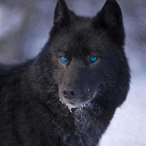 Beautiful black wolf with gorgeous blue eyes. | Wolf dog, Wolf with blue eyes, Black wolf