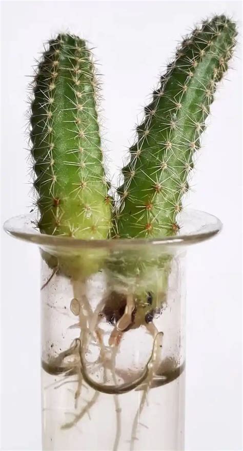 Peanut-cactus-water-propagation - SUCCULENTdotCARE