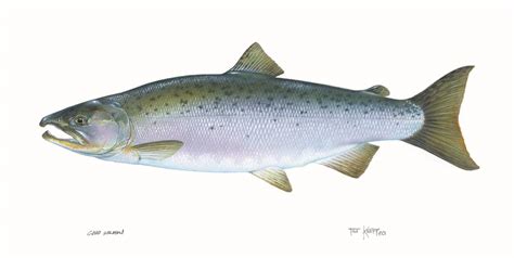 File:Salmon coho fish oncorhynchus kisutch.jpg