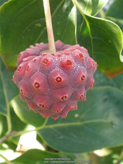 Kousa Dogwood Tree Seed | Seed pods, Tree seeds, Seeds